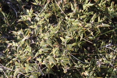 Chuquiraga avellanedae