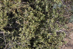 Chuquiraga avellanedae