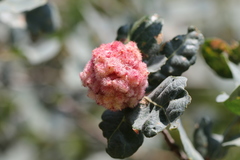 Andricus crystallinus