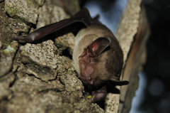 Scotophilus leucogaster