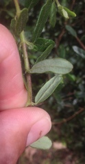 Lonicera subspicata subspicata