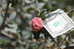 Andricus crystallinus