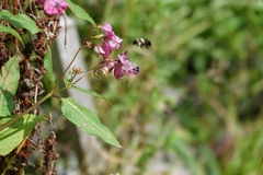 Bombus impatiens