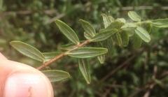 Lonicera subspicata subspicata