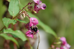 Bombus impatiens