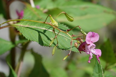 Impatiens glandulifera