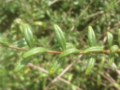 Lonicera subspicata subspicata