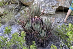 Aloe succotrina