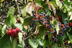 Parthenocissus quinquefolia