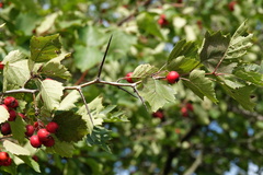 Crataegus