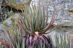 Aloe succotrina