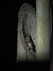 Agraecia agraecioides