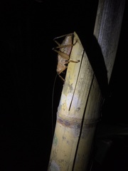 Agraecia agraecioides