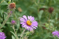 Agapostemon virescens