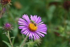 Agapostemon virescens