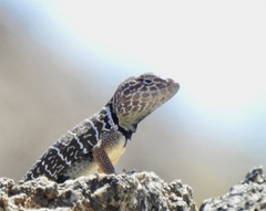 Crotaphytus vestigium