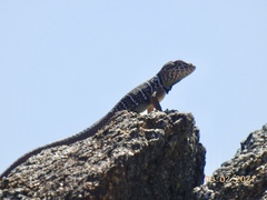 Crotaphytus vestigium