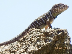 Crotaphytus vestigium