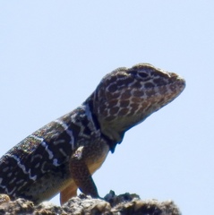 Crotaphytus vestigium