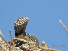 Crotaphytus vestigium