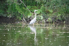 Ardea herodias