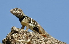 Crotaphytus vestigium