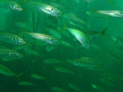 Trachurus trachurus