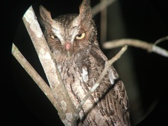 Megascops guatemalae