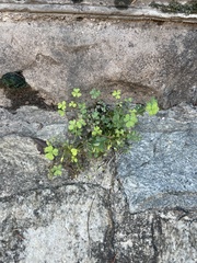 Oxalis