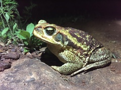 Rhinella diptycha