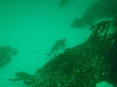 Triakis megalopterus