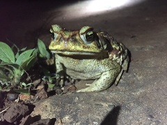 Rhinella diptycha