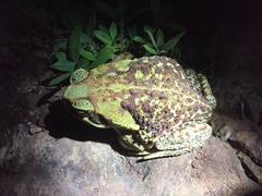 Rhinella diptycha
