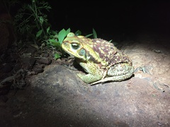 Rhinella diptycha