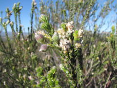 Phylica cuspidata cuspidata