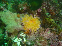 Pseudactinia flagellifera