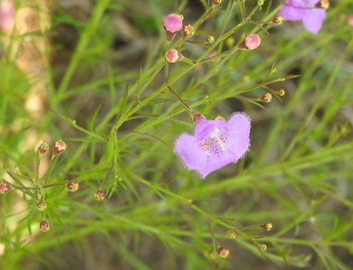 Image of Agalinis homalantha by (c) saltyhiker, some rights reserved (CC BY)