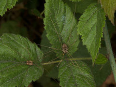 Leuronychus pacificus