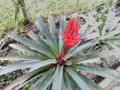 Guzmania conifera