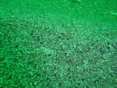 Xenopoclinus kochi