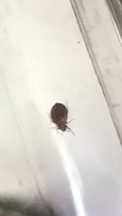Cimex lectularius