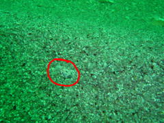 Xenopoclinus kochi