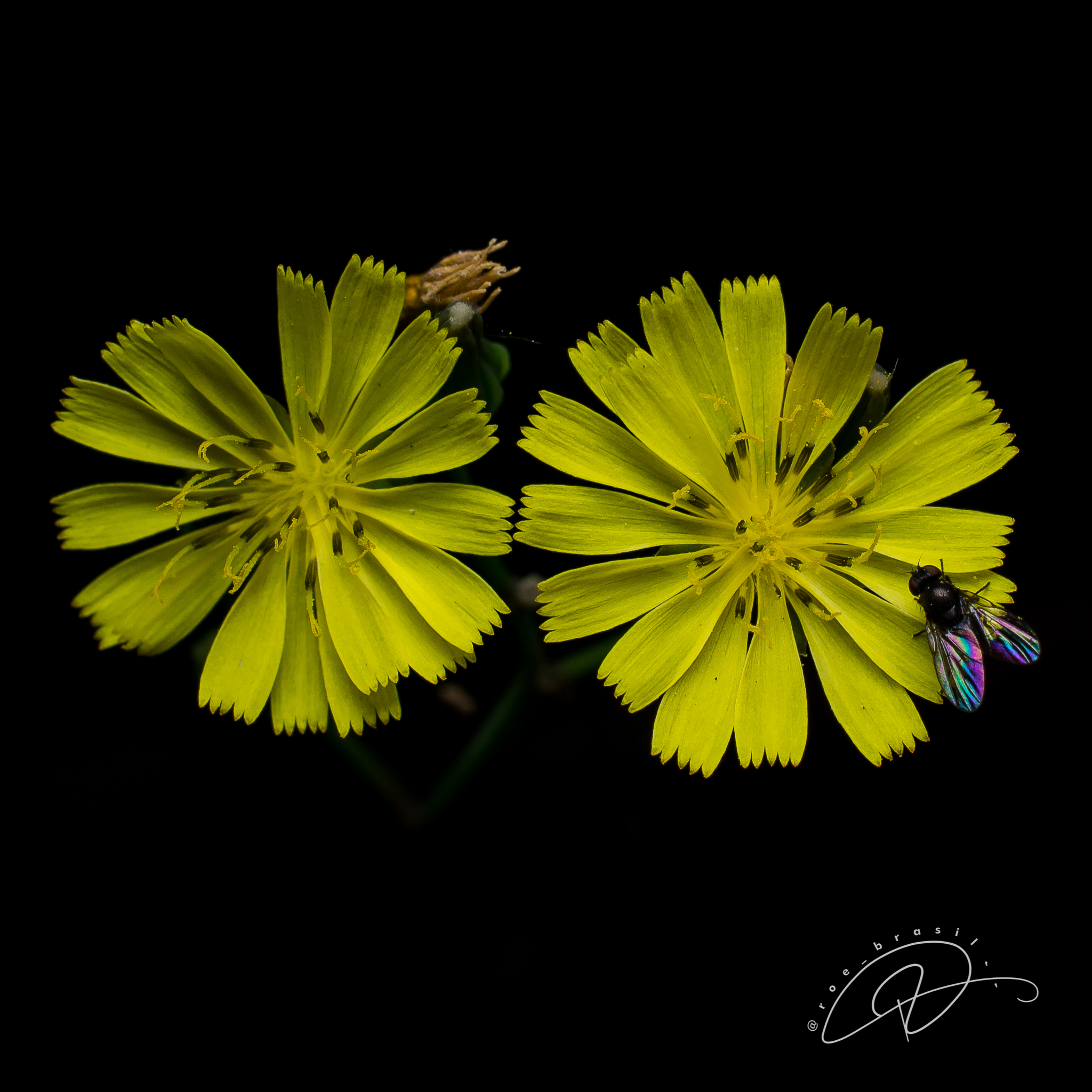 Youngia japonica