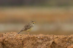 Galerida magnirostris magnirostris
