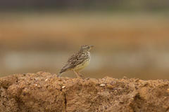 Galerida magnirostris magnirostris