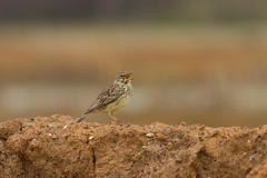 Galerida magnirostris magnirostris