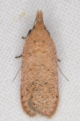 Dichomeris ventrellus