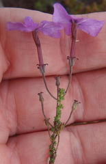 Jamesbrittenia calciphila