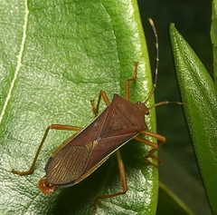 Anasa varicornis