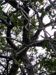 Melanerpes carolinus image